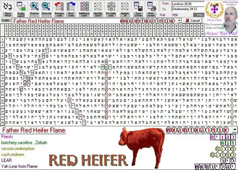 Red Heifer 1